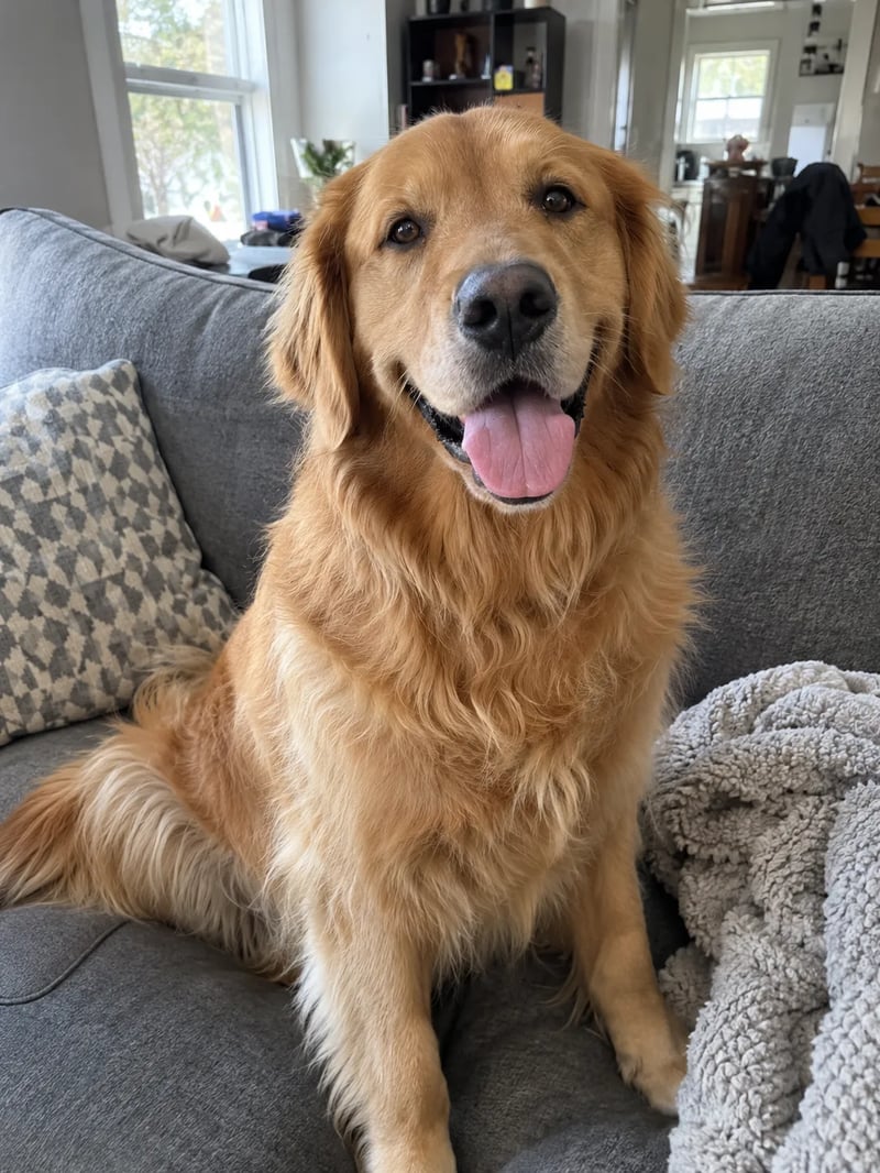 Golden retriever with its tongue out sitting on a grey sofa at home